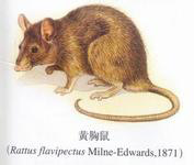 黄胸鼠档案(图1)